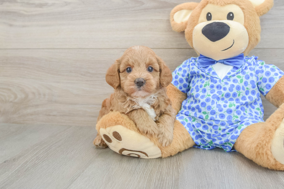 Happy Mini Goldendoodle Baby