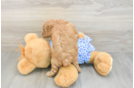 Sweet Mini Goldendoodle Baby