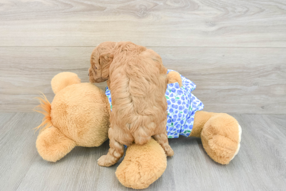 Sweet Mini Goldendoodle Baby