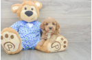Mini Goldendoodle Puppy for Adoption