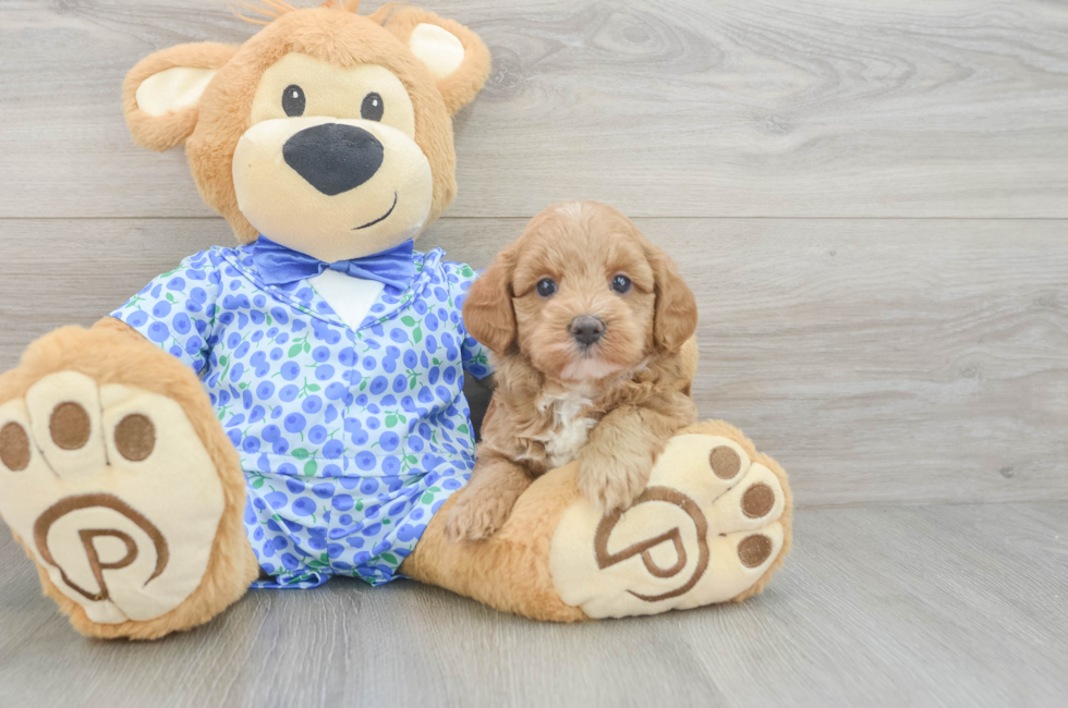 5 week old Mini Goldendoodle Puppy For Sale - Lone Star Pups
