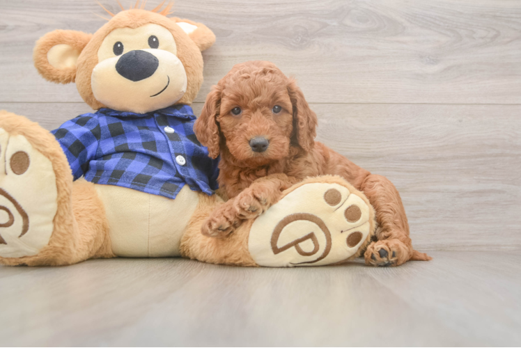 Mini Goldendoodle Pup Being Cute