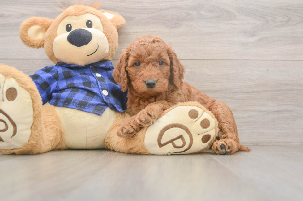 5 week old Mini Goldendoodle Puppy For Sale - Lone Star Pups