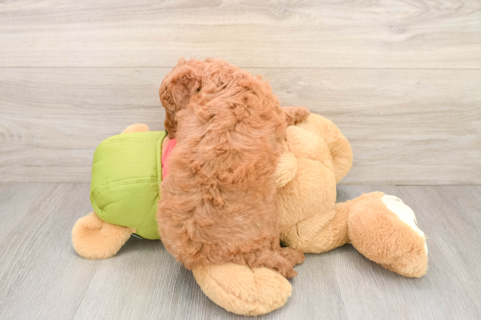 Mini Goldendoodle Puppy for Adoption