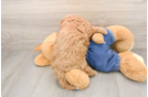 Mini Goldendoodle Puppy for Adoption