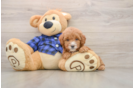 Cute Mini Goldendoodle Baby