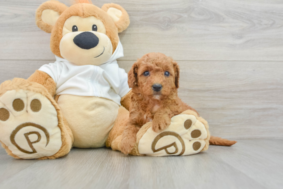 Mini Goldendoodle Pup Being Cute