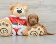 6 week old Mini Goldendoodle Puppy For Sale - Lone Star Pups