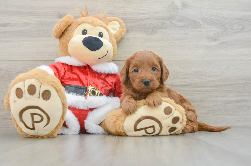 5 week old Mini Goldendoodle Puppy For Sale - Lone Star Pups