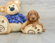 9 week old Mini Goldendoodle Puppy For Sale - Lone Star Pups