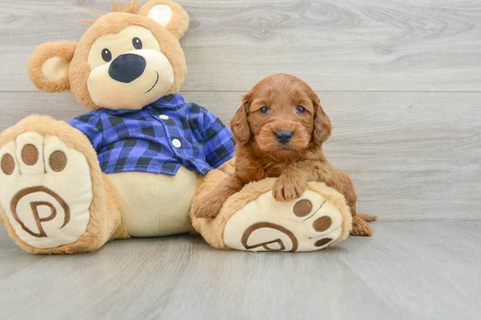 Sweet Mini Goldendoodle Baby