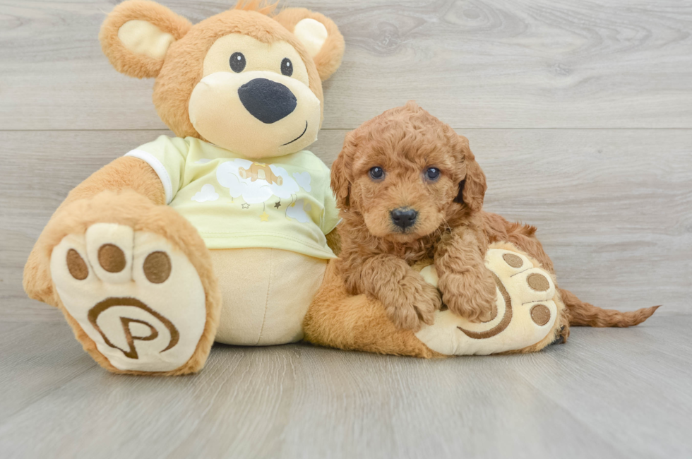 5 week old Mini Goldendoodle Puppy For Sale - Lone Star Pups