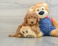 6 week old Mini Goldendoodle Puppy For Sale - Lone Star Pups