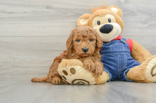 Happy Mini Goldendoodle Baby