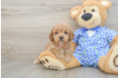 Popular Mini Goldendoodle Poodle Mix Pup