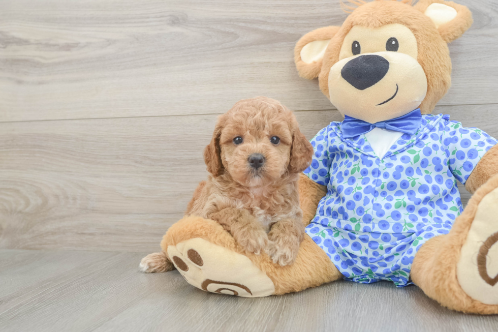 Popular Mini Goldendoodle Poodle Mix Pup