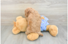 Mini Goldendoodle Puppy for Adoption