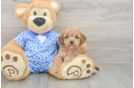 Best Mini Goldendoodle Baby