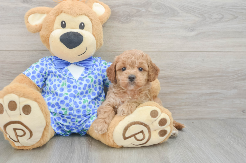 5 week old Mini Goldendoodle Puppy For Sale - Lone Star Pups
