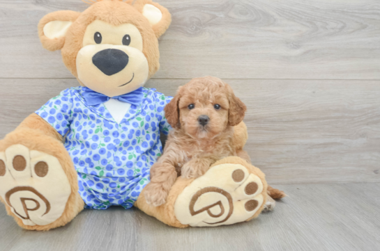 Best Mini Goldendoodle Baby