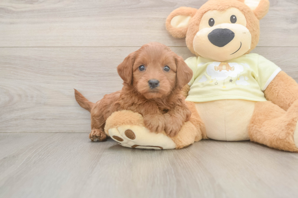 6 week old Mini Goldendoodle Puppy For Sale - Lone Star Pups