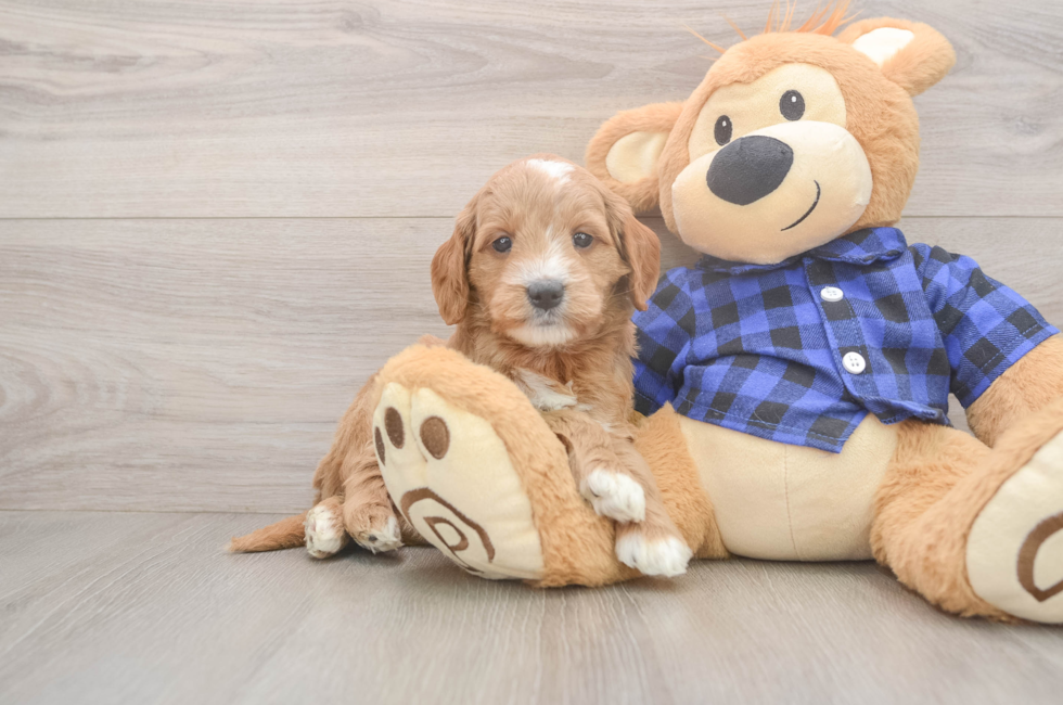 5 week old Mini Goldendoodle Puppy For Sale - Lone Star Pups