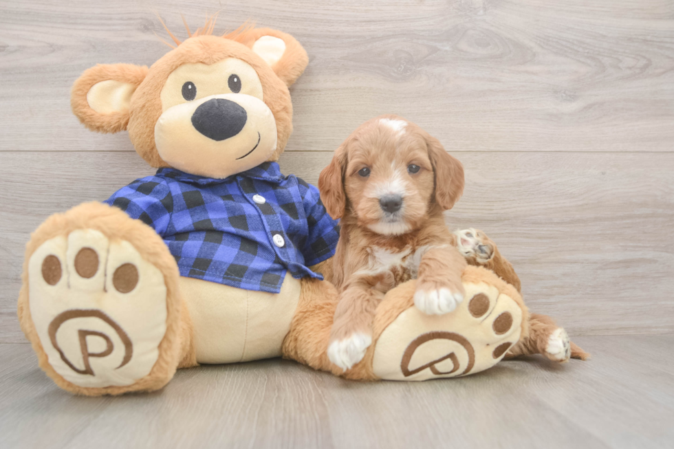 Smart Mini Goldendoodle Poodle Mix Pup