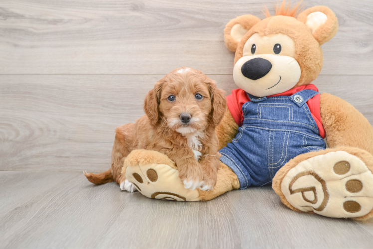 Energetic Golden Doodle Poodle Mix Puppy