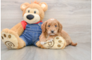 Mini Goldendoodle Puppy for Adoption
