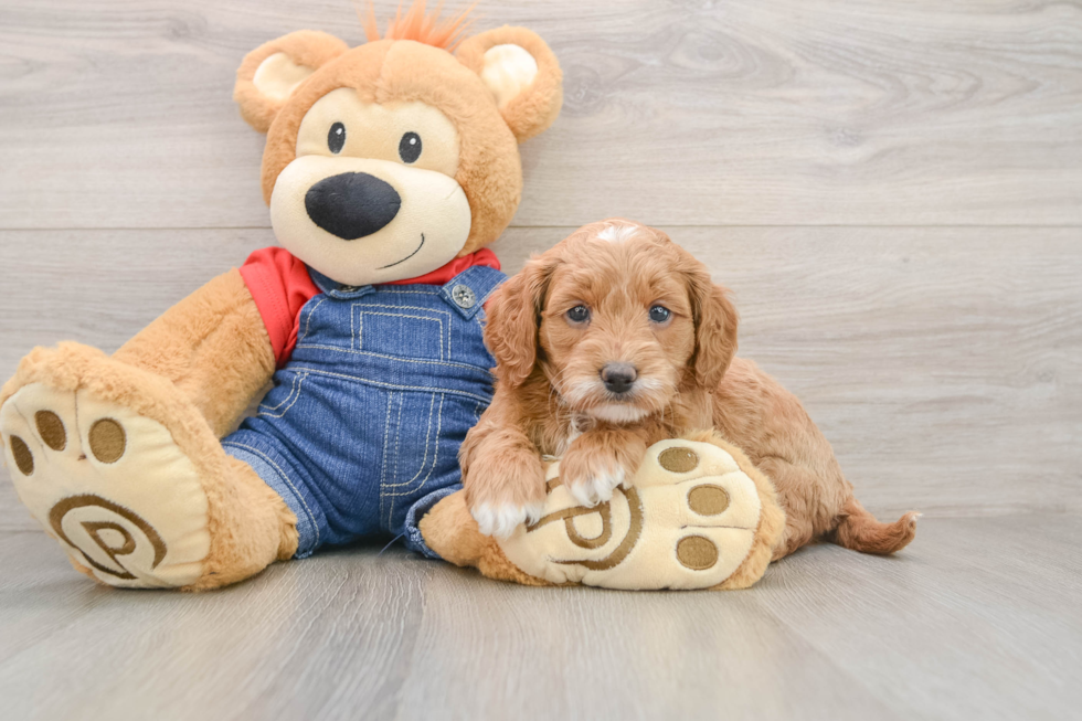 Mini Goldendoodle Puppy for Adoption