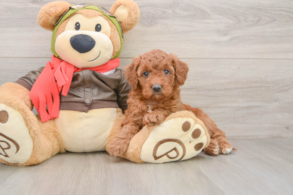 Fluffy Mini Goldendoodle Poodle Mix Pup