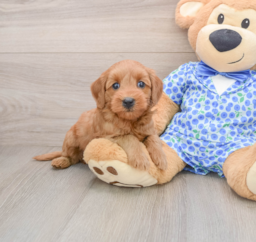 8 week old Mini Goldendoodle Puppy For Sale - Lone Star Pups