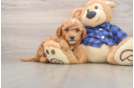 Mini Goldendoodle Puppy for Adoption