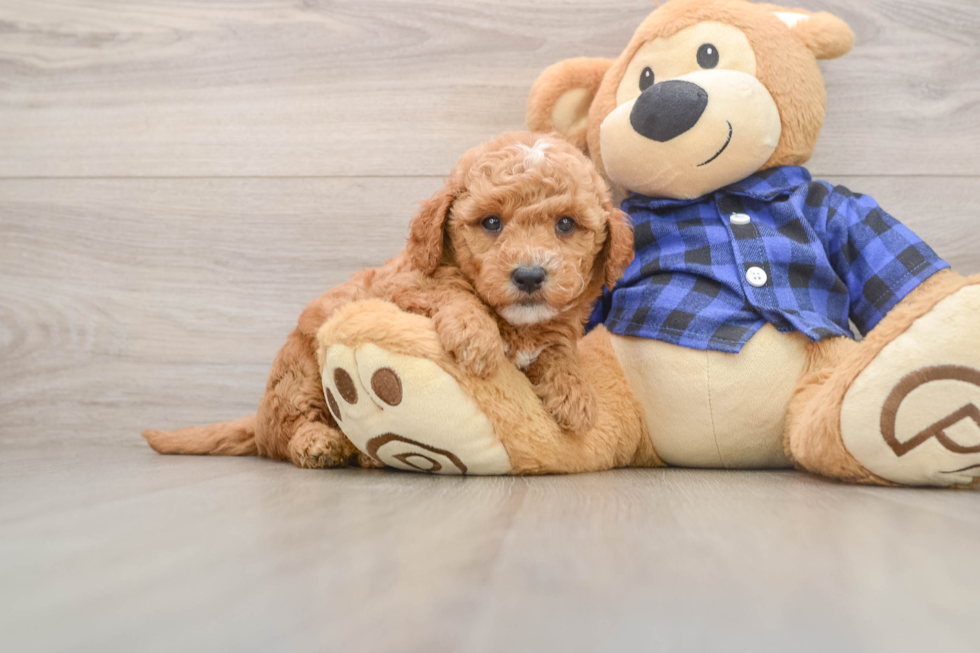 Mini Goldendoodle Puppy for Adoption