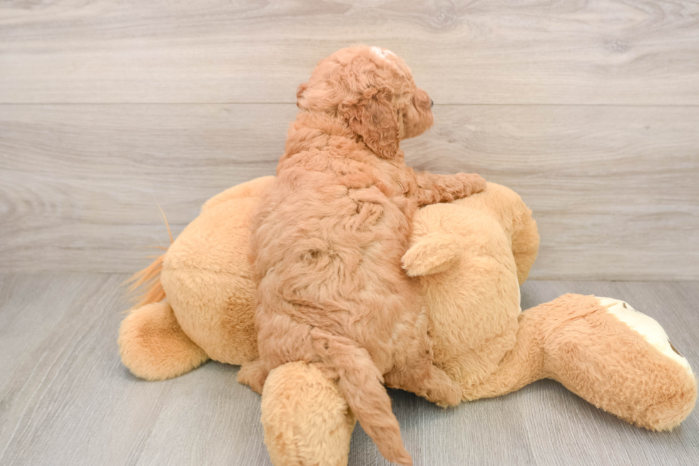 Hypoallergenic Mini Goldiepoo Poodle Mix Puppy