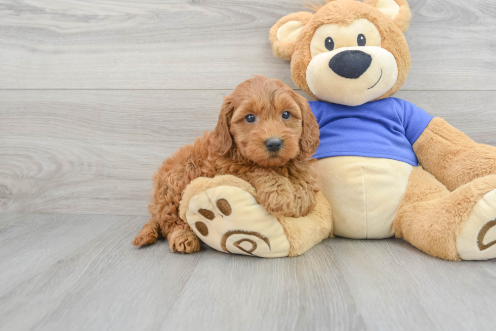 Energetic Golden Retriever Poodle Mix Puppy