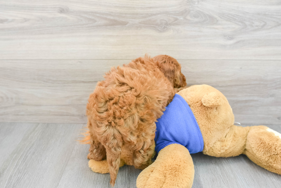 Happy Mini Goldendoodle Baby