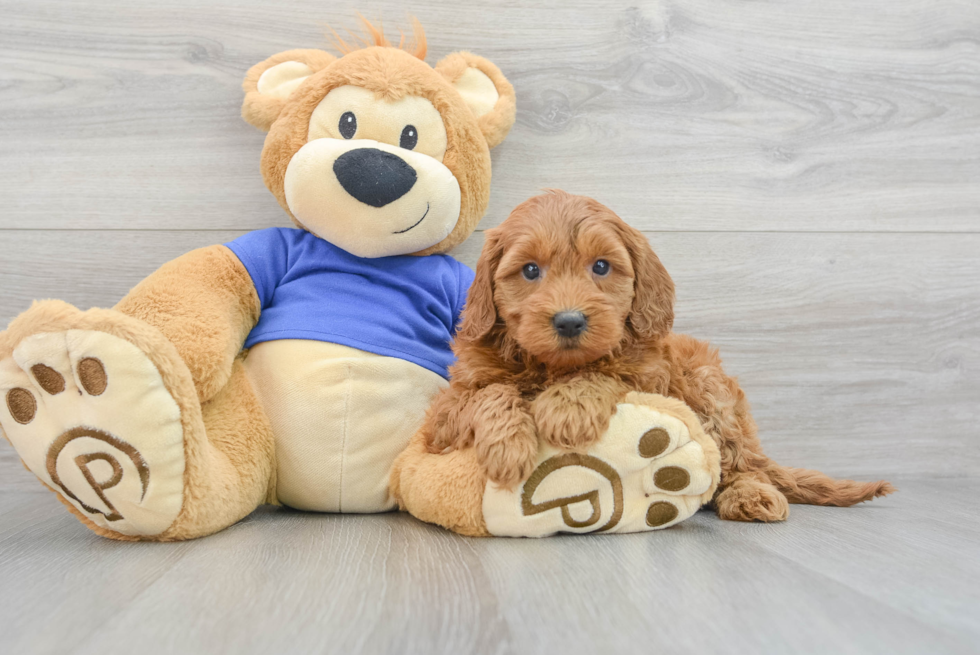Best Mini Goldendoodle Baby