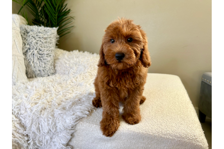 Cute Mini Goldendoodle Baby