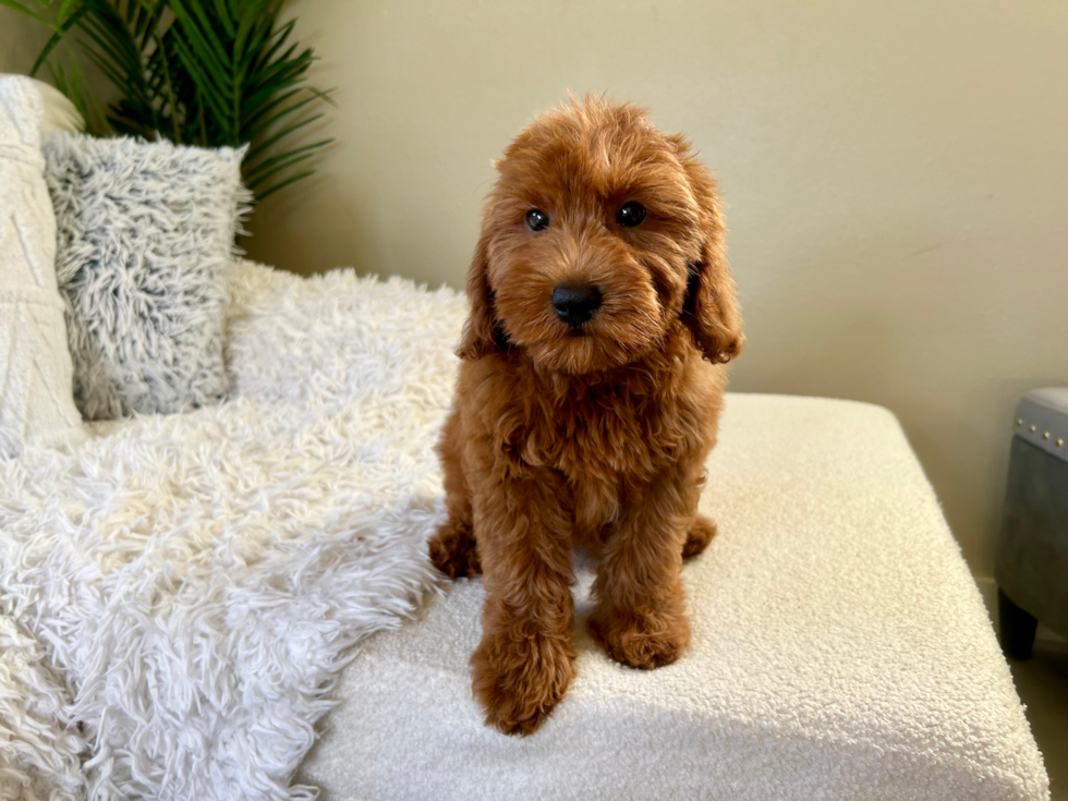 Cute Mini Goldendoodle Baby