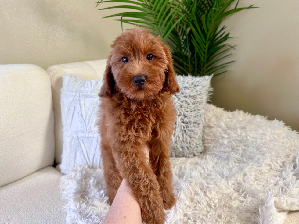 Mini Goldendoodle Pup Being Cute