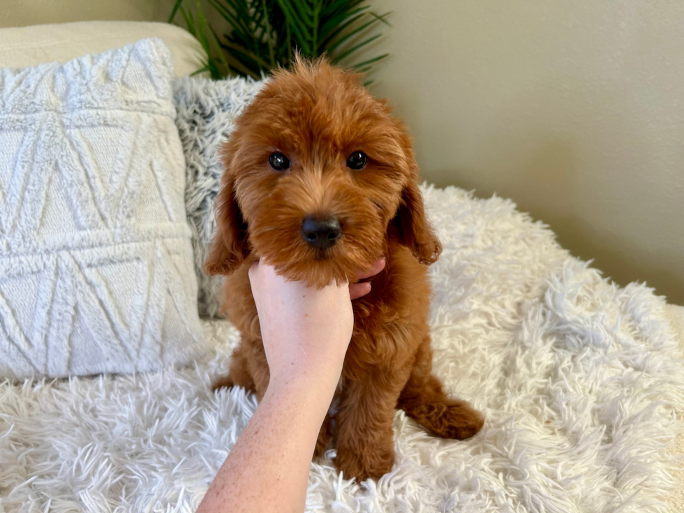 Cute Mini Goldendoodle Baby