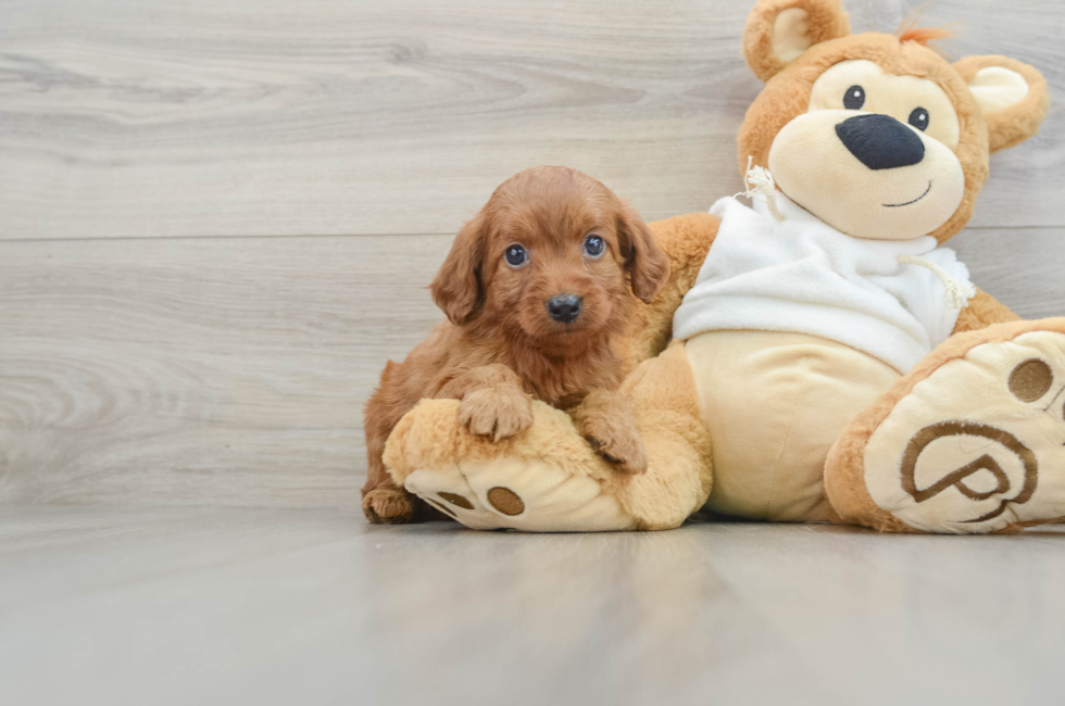 6 week old Mini Goldendoodle Puppy For Sale - Lone Star Pups