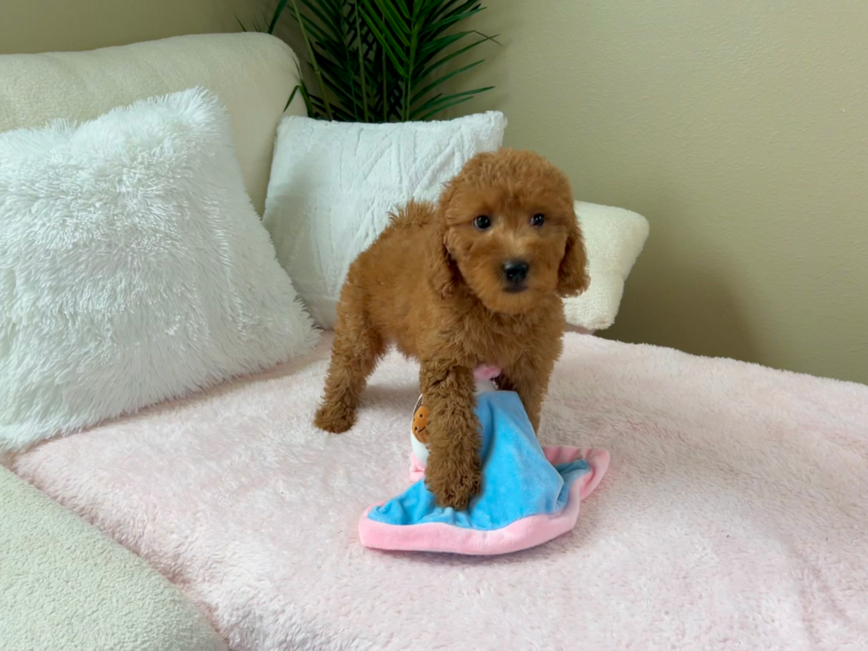 Cute Mini Goldendoodle Baby