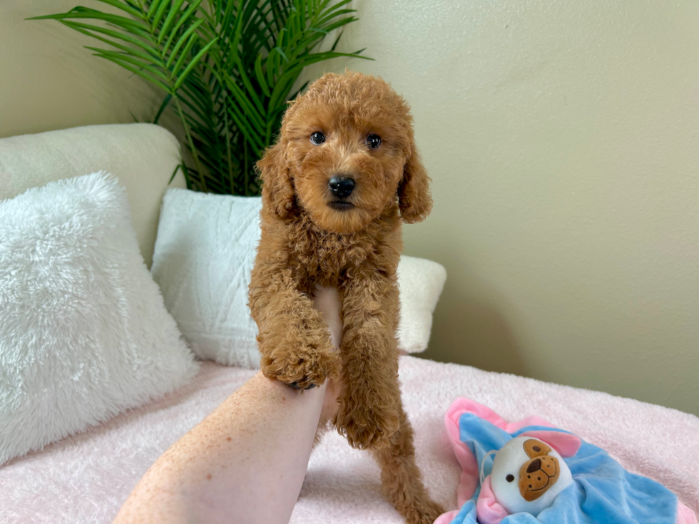 Mini Goldendoodle Puppy for Adoption