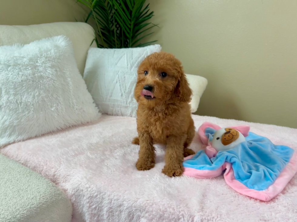 Cute Mini Goldendoodle Poodle Mix Pup