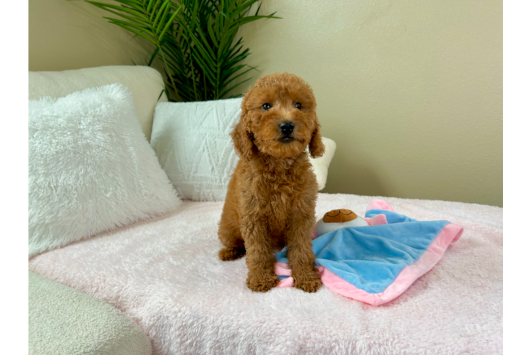 Cute Mini Goldendoodle Poodle Mix Pup