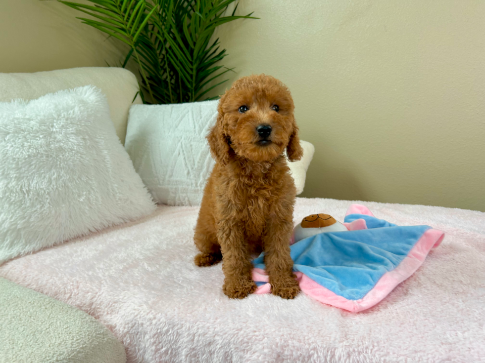 Cute Mini Goldendoodle Poodle Mix Pup