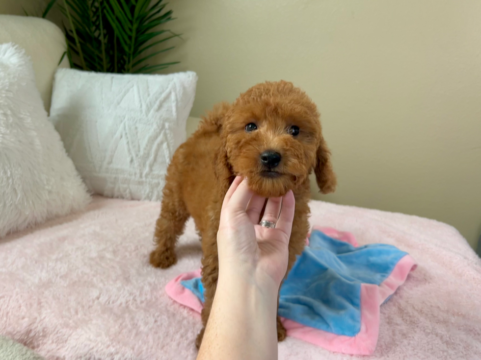 Cute Mini Goldendoodle Baby