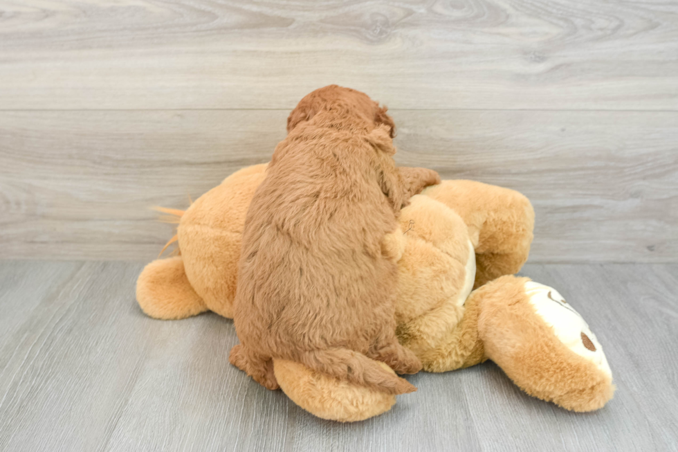 Happy Mini Goldendoodle Baby